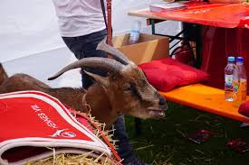 Fc köln sein maskottchen hennes viii. Pin Auf Fc Hennes