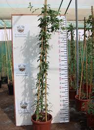 Image result for Tristellateia africana