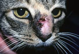 Webmd has compiled images of some of the most common feline skin. Pictures Of Skin Problems In Cats