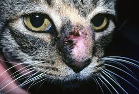Some cats may experience only one of these. Pictures Of Skin Problems In Cats