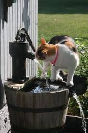 Kediler Akan Su Sever Kedi Kedi Kopek Sevimli Kediler