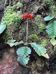 Image result for Streptocarpus myoporoides