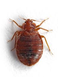If you're wanting to do your own pest control, it's essential to figure out how pests are getting inside your home. Excelv