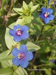 Image result for Anagallis gracilipes