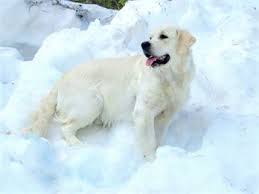 Find english golden retriever in dogs & puppies for rehoming | 🐶 find dogs and puppies locally for sale or adoption in canada : Rollands Goldens Our Puppies