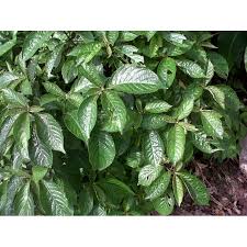 Daun pecah beling atau biasa disebut juga sebagai daun keji beling adalah salah satu jenis dedaunan herbal yang banyak tumbuh di indonesia. Daun Pecah Beling Segar Kejibeling 200 Lembar Shopee Indonesia