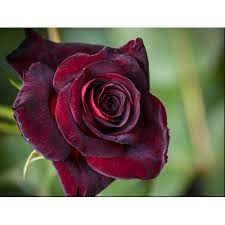 2,448 black rose plant products are offered for sale by suppliers on alibaba.com, of which fresh cut flowers accounts for 1%, decorative flowers & wreaths accounts for 1. Black Lady Rose Plant At Rs 40 Piece Kalas Pune Id 12997464530