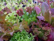 Check spelling or type a new query. Q A Do Seeds Have Expiration Dates Hgtv