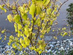 What to do to save the tree, move it. Need Help Rising Sun Redbud Tree