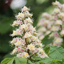 Lesen sie im gartenlexikon, wie sie einen kastanienbaum ziehen. Unterschiede Zwischen Rosskastanie Esskastanie Baumpflegeportal