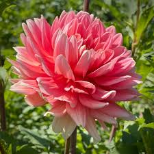 Image result for Vandellia humilis