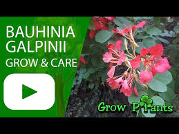Image result for Bauhinia galpinii