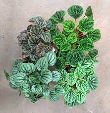 Peperomia Party A Guide To Peperomia Leaf And Paw Peperomia Plant Plant Care Houseplant Peperomia