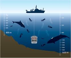 Image result for Deep Sea 2011 HS