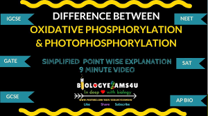 Difference Between Oxidative Phosphorylation And Photophosphorylation Youtube