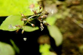 Image result for Pseudechinolaena polystachya