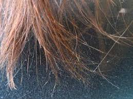 You should detangle gently, finger detangling first, then optionally again using a brush that's adapted to curly hair. So Verhindern Sie Spliss Fur Naturliches Haar Sis Hair