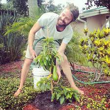 A Front Yard Avocado Tree It S Your Choice Harvest Dead Grass Clippings Or Harvest Avocados Tomatoes Peppe Edible Garden Veggie Garden Grass Clippings