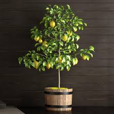 Cut the stem at a. Meyer Lemon Trees For Sale Brighterblooms Com