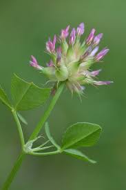Image result for Trifolium spumosum