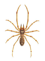 The first pair of legs is very long. Camel Spider Stock Illustration Illustration Of Environment 16926693