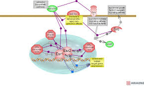 Estrogen Signaling Pathwayrat Genome Database