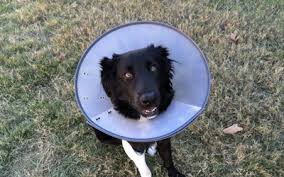 Irritation or inflammation can cause blood to be produced from the larynx, trachea or lungs. Post Operative Instructions In Dogs Vca Animal Hospital