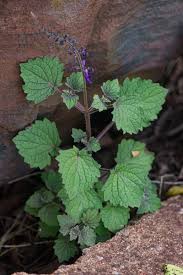 Image result for Equilabium laxiflorum