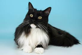 There are many different long haired cat breeds for the contemporary cat lovers to choose from. 6 Cat Breeds Who Love To Play With Water