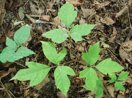And the rash typically goes away on its own in two to three weeks. Poison Ivy How To Treat A Poison Ivy Rash Identify The Plant And Use Home Remedies The Old Farmer S Almanac