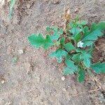 Image result for Oxygonum pachybasis