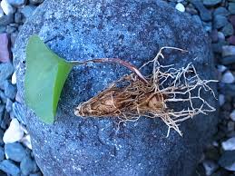 Image result for Eriospermum porphyrium