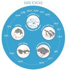 What is the lifespan of a penguin? White Flippered Penguin