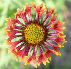 Growing Gaillardia Blanket Flower Perennial Care Tips The Gardening Cook