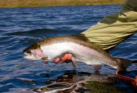 stillwater fly fishing and sinking