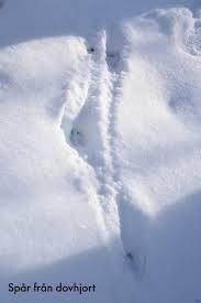 I sverige kalles hannen dovhjort, og i norge (då)bukk. Manga Spar I Snon Likstammen