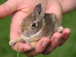 شوف صور جديده صوره ارنب صغير Cute Animals Cute Baby Bunnies Cute Creatures