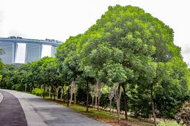 Image result for Filicium decipiens