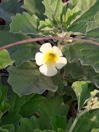 Image result for Pedalium