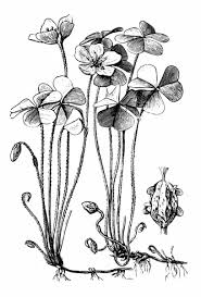 Image result for Oxalis corniculata