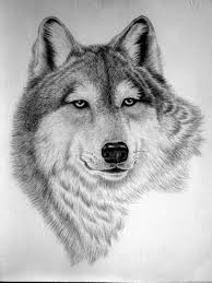 Pin By Cm Jones On Front Door Art Pencil Drawings Of Animals Animal Drawings Animals Wild