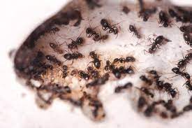 However, it can cover while some improvements to your home can be beneficial, it's important to consider how home improvements and alterations to the structure of a house can impact termite inspections and control. Control Pests Spray Foam Insulation