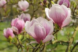 Image result for magnolia soulangeana