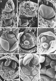 Image result for Bersama swynnertonii