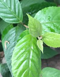 Image result for Curtisia dentata