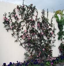 Camellia Sasanqua Espalier Townhouse Garden Dream Garden Garden Design