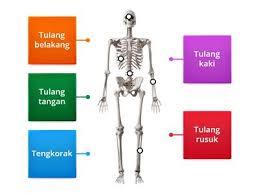 Tulang leher manusia bukan hanya sekedar hubungan antara dada dan kepala. Sistem Rangka Manusia Recursos Didacticos