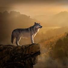 Check spelling or type a new query. Wallpapers Of Animal Posted By Sarah Tremblay