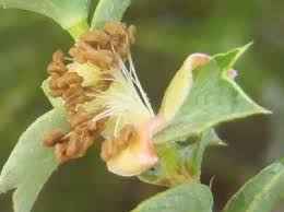 Image result for Cliffortia