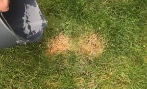 First — and you probably don't want to hear this — cultivate patience. Easy Way To Fix Burnt Grass Dog Urine Spots Dog Urine Lawn Repair Lawn